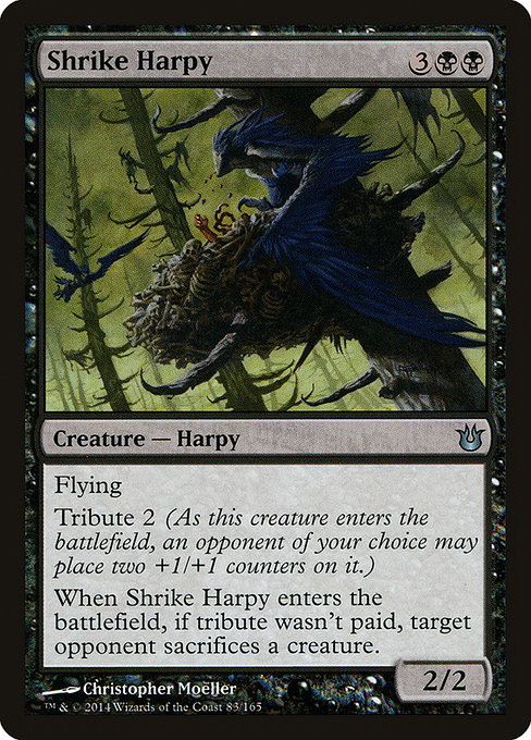 Shrike Harpy